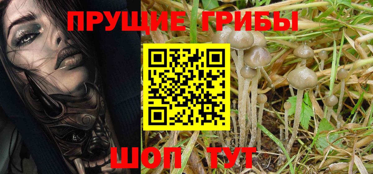 Псилоцибиновые грибы Psilocybine cubensis Комсомольск-на-Амуре
